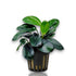 Anubias Dark Moon aquarium plant with dark round leaves in a net pot.