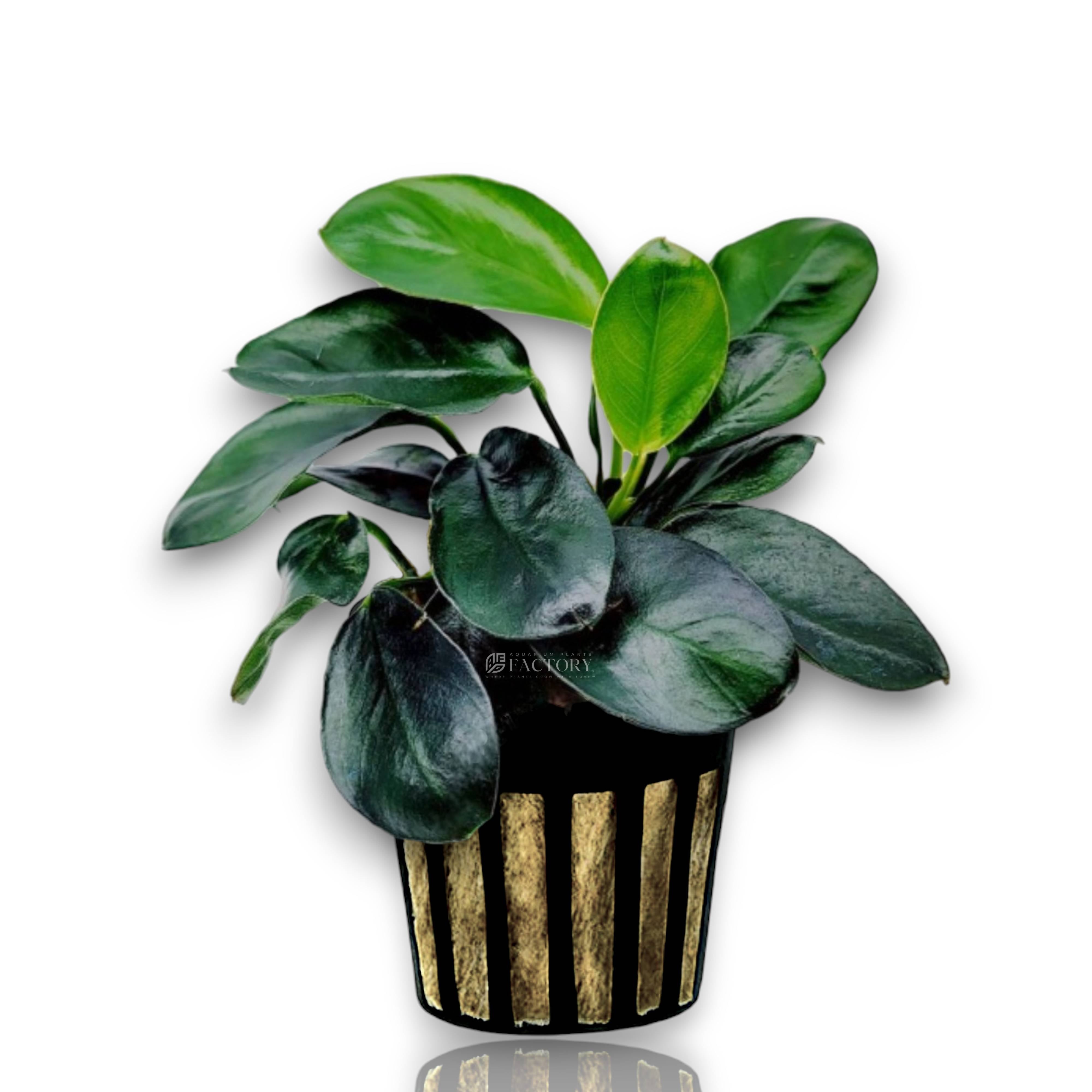 Anubias Dark Moon aquarium plant with dark round leaves in a net pot.