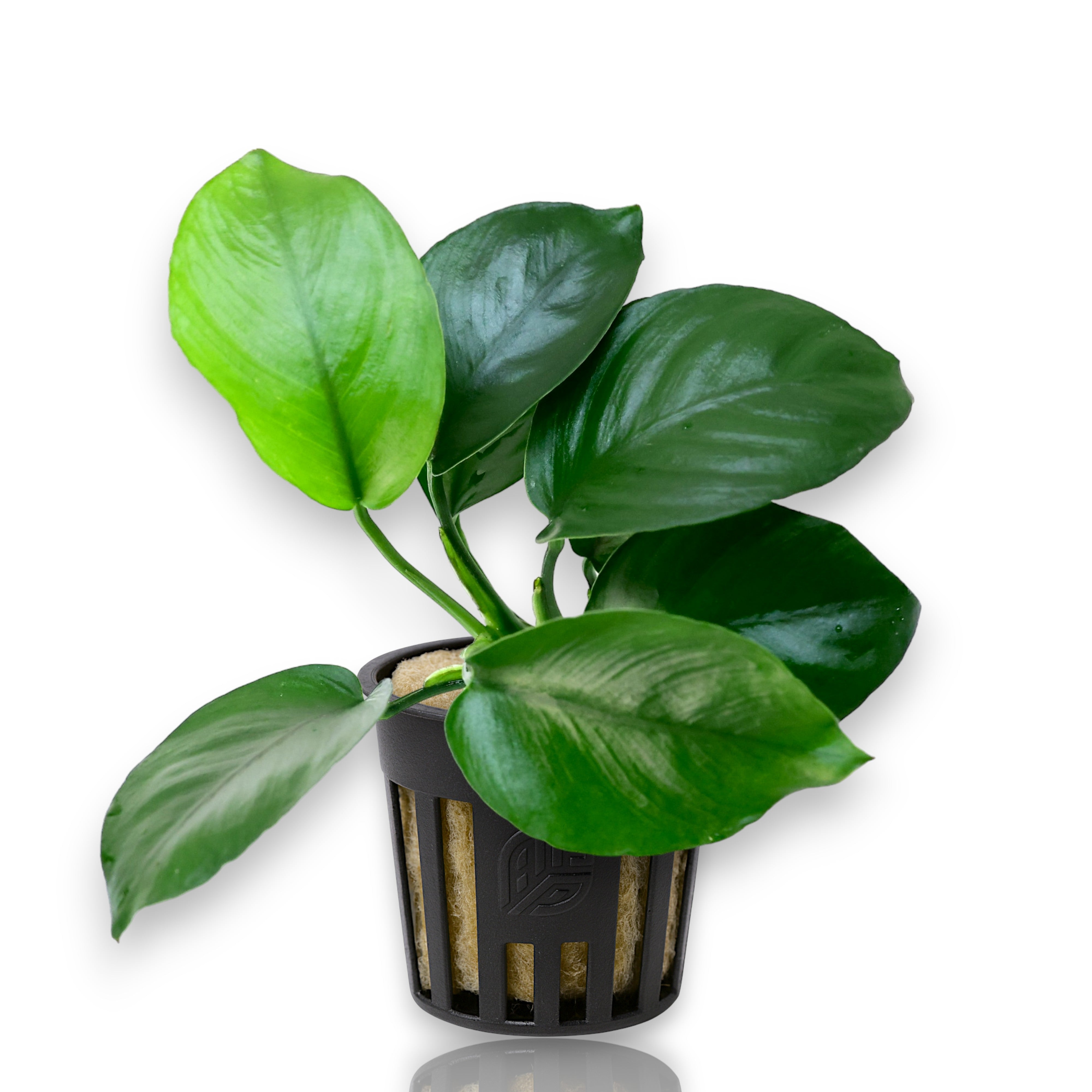 Anubias barteri 'Diamond' is a cultivated variation of the Anubias barteri plant, which is highly sought after in the aquarium hobby. This particular variety is known for its distinctive leaf shape and pattern, which adds a unique touch to aquatic landscapes.