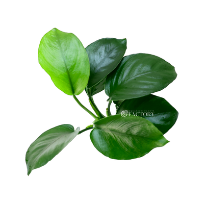 To ensure the well-being of Anubias barteri 'Diamond', it is essential to attach the rhizome to a solid surface using a fishing line or plant-safe glue. Avoid burying the rhizome in the substrate, as it may lead to rotting. Additionally, providing some water movement in the tank can help prevent the accumulation of debris on the leaves.