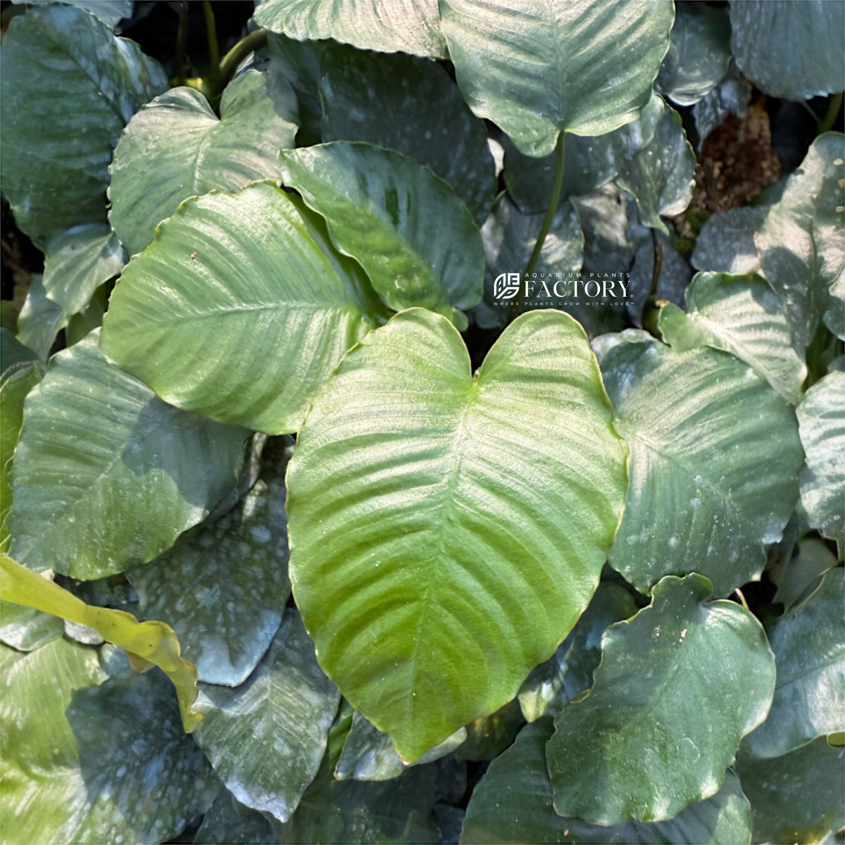 Anubias barteri Emerald Bloom with heart-shaped leaves on driftwood