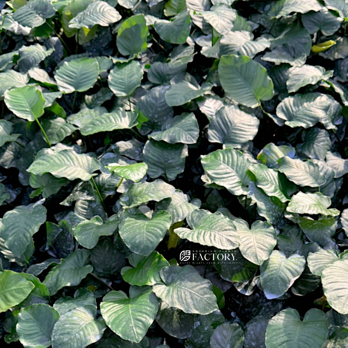 Heart-shaped foliage of Anubias Emerald Bloom in planted aquarium