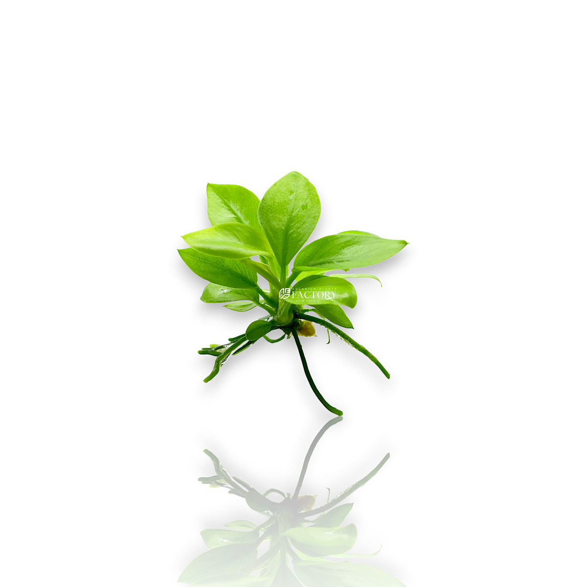 A vibrant Anubias Golden Nana plant with small, lush, golden-green leaves growing on driftwood, perfect for adding brightness to any aquarium aquascape