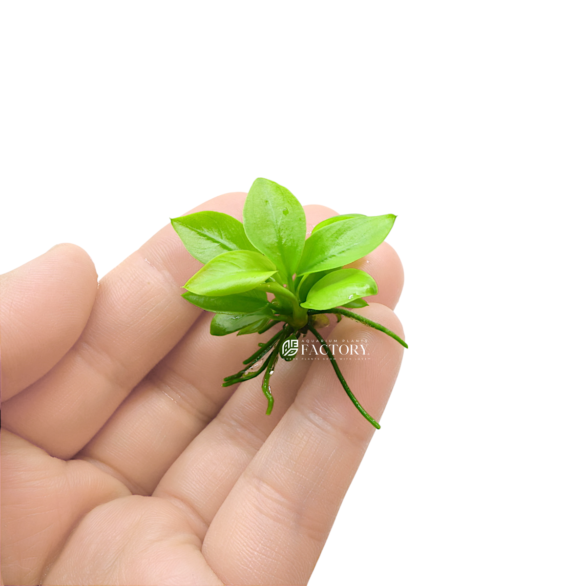Anubias Golden (Small Size) aquarium plant, photo 2