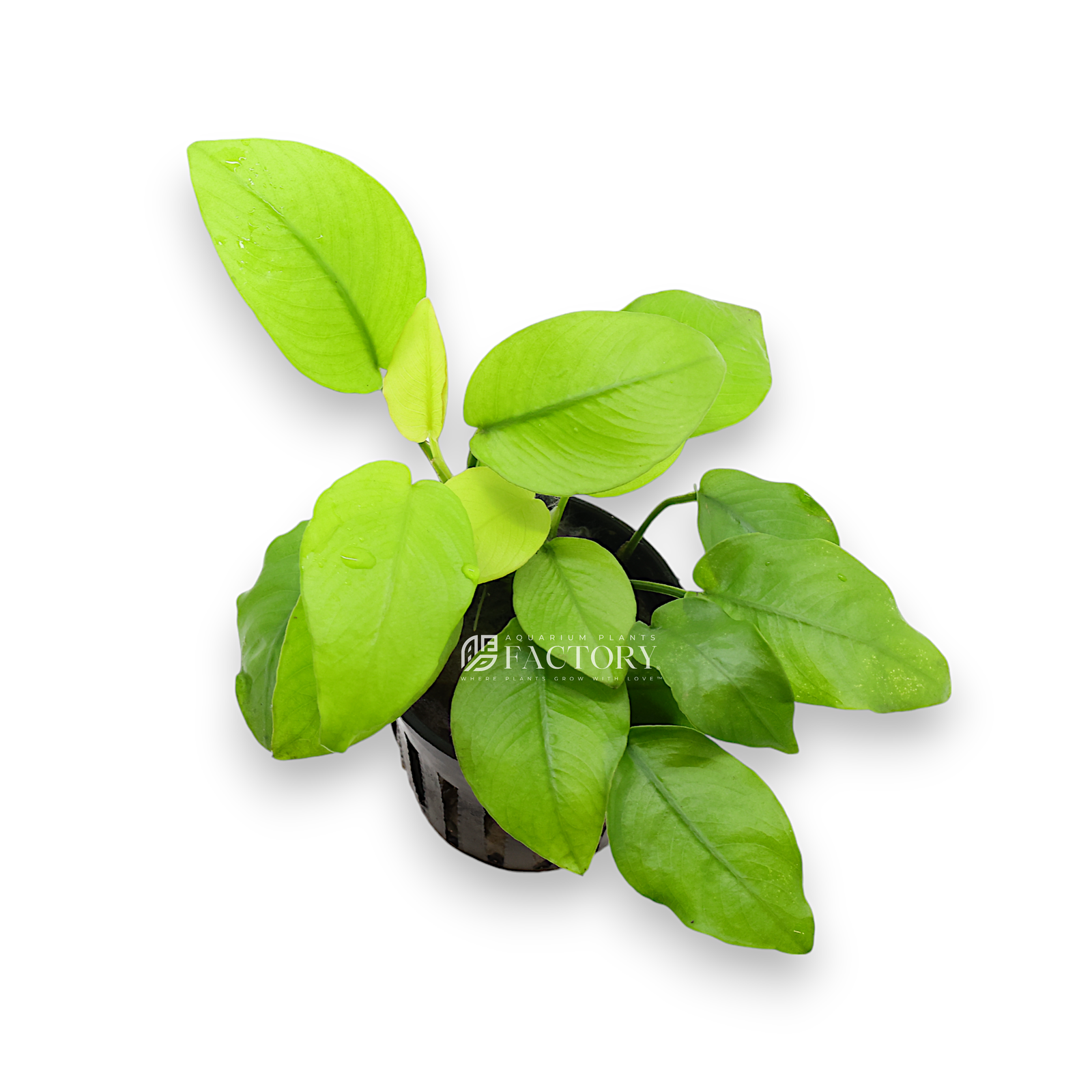 Anubias Golden Nana is a striking variant of the popular Anubias barteri species, renowned for its compact size and eye-catching golden-green leaves. This low-maintenance aquatic plant is perfect for both beginners and experienced aquarists, adding a pop of unique color to any freshwater aquarium setup. Its hardy nature allows it to thrive in a wide range of water conditions, making it an ideal choice for various aquascapes.