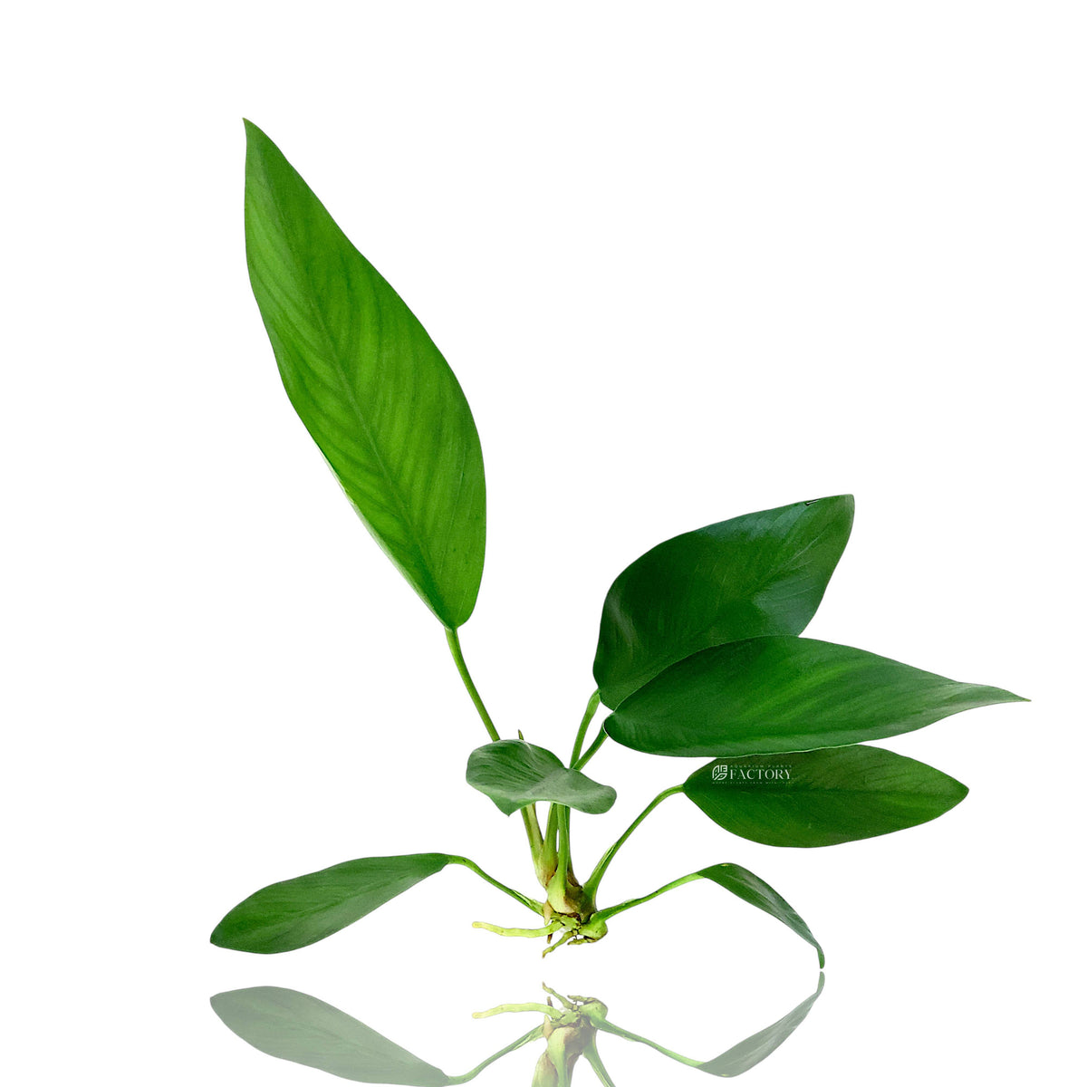 Fresh bare-root Anubias Hastifolia aquatic plant showing elongated spear-like leaves and exposed root system.