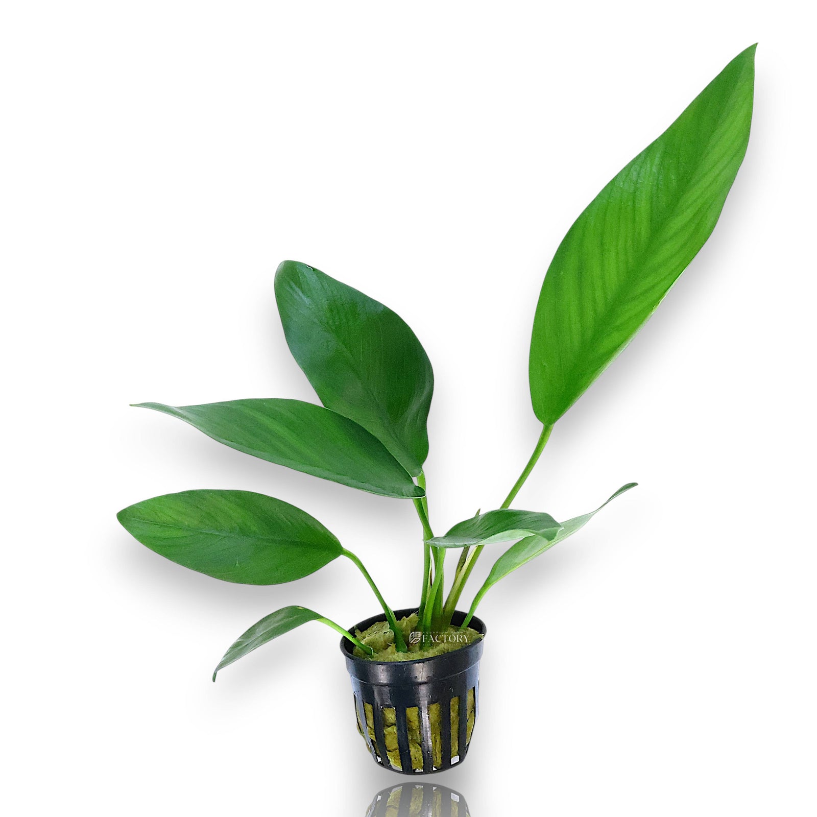 Anubias Hastifolia potted aquarium plant with long, arrow-shaped green leaves growing from a sturdy rhizome in a black net pot.