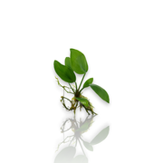 Anubias Hastifolia (Small Size) aquarium plant
