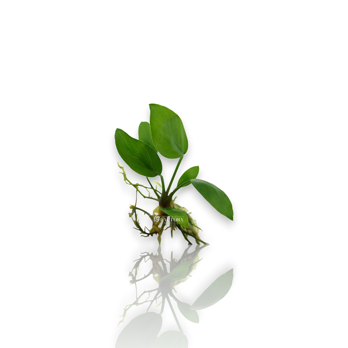 Anubias Hastifolia (Small Size) aquarium plant