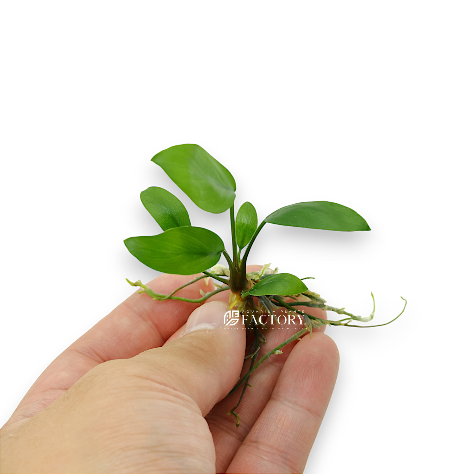 Anubias Hastifolia also known as Anubias Gracilis and Anubias Gigantea is a beautiful, medium to large size Anubias that has lanceolate to hastate leaf shape. Like any other Anubias species, it can grow emerged or submerged which is perfect and suitable for paludariums setup. 