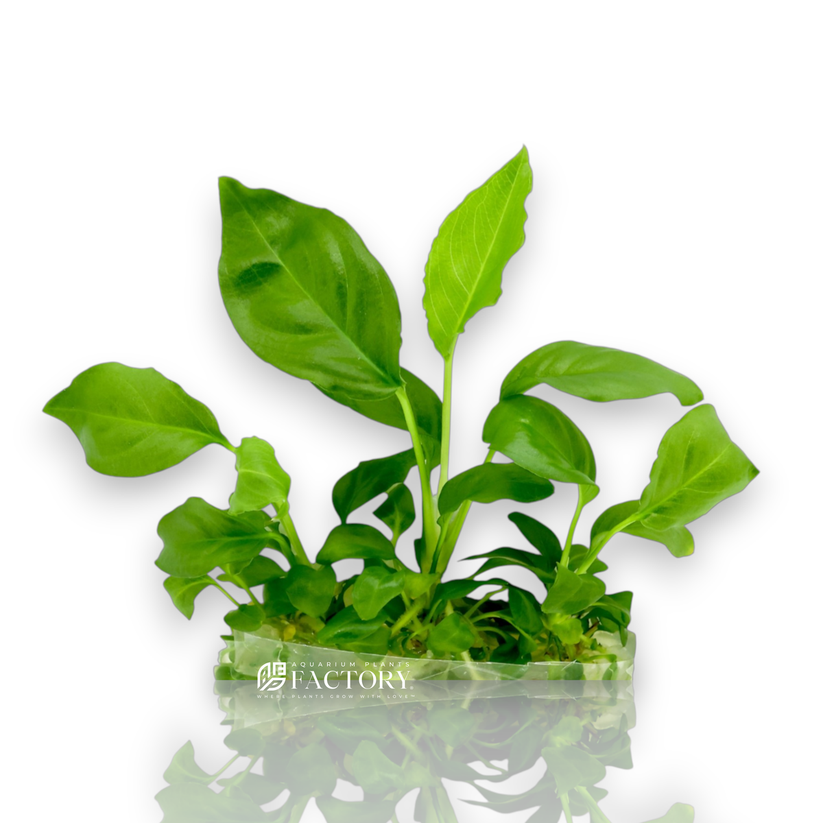 Anubias Heterophylla Vitro Culture aquarium plant, photo 2