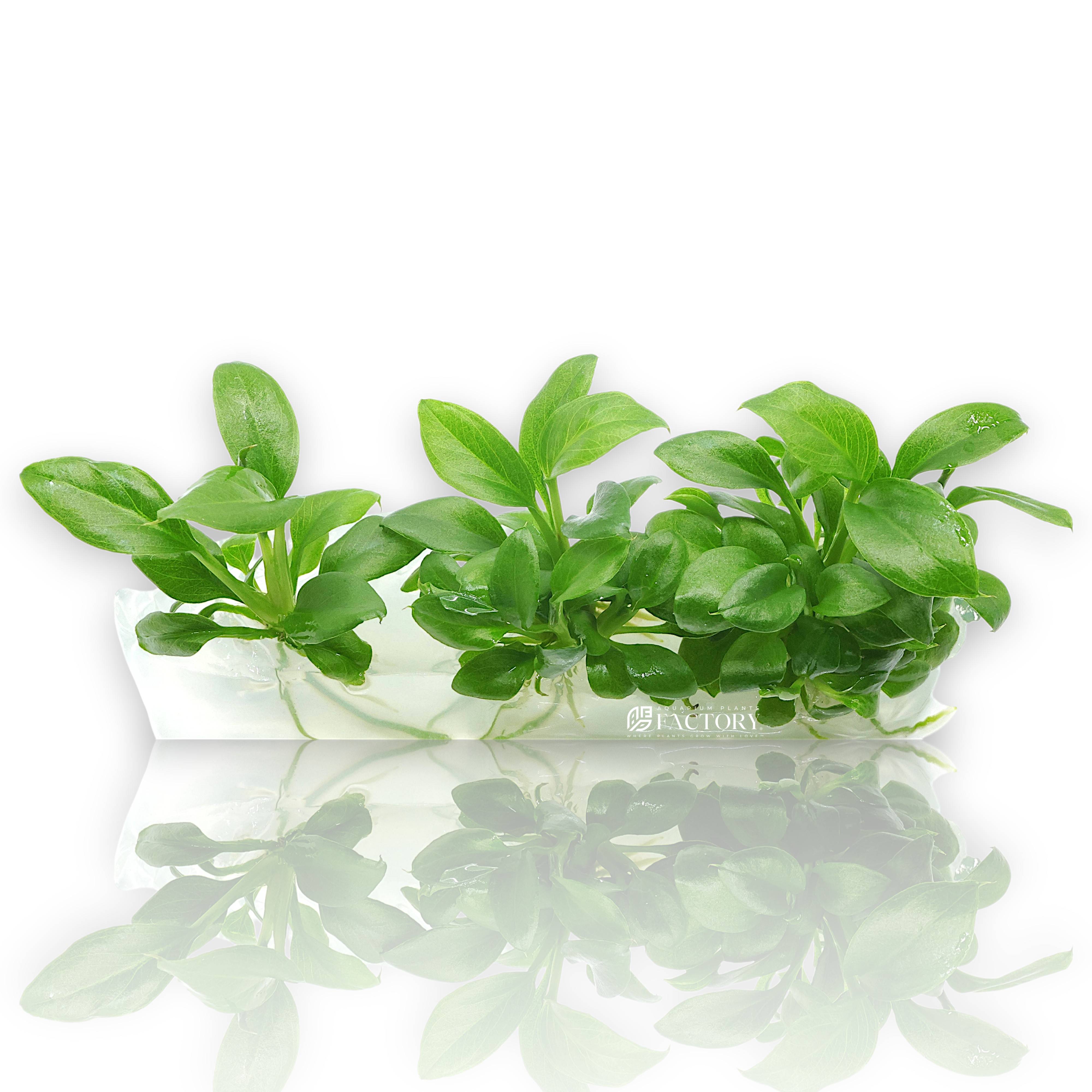 Close-up of Anubias Heterophylla plantlets from Vitro Culture bag, showing broad green leaves