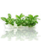 Close-up of Anubias Heterophylla plantlets from Vitro Culture bag, showing broad green leaves