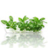 Close-up of Anubias Heterophylla plantlets from Vitro Culture bag, showing broad green leaves