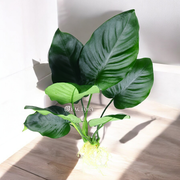 Anubias Barteri (Large Size) with broad, dark green leaves