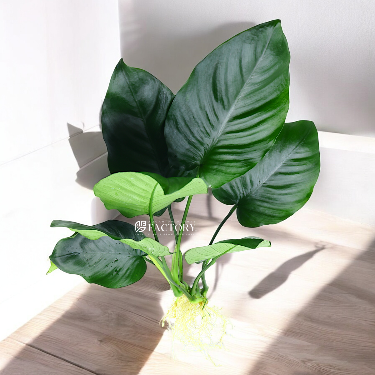 Anubias Barteri (Large Size) with broad, dark green leaves