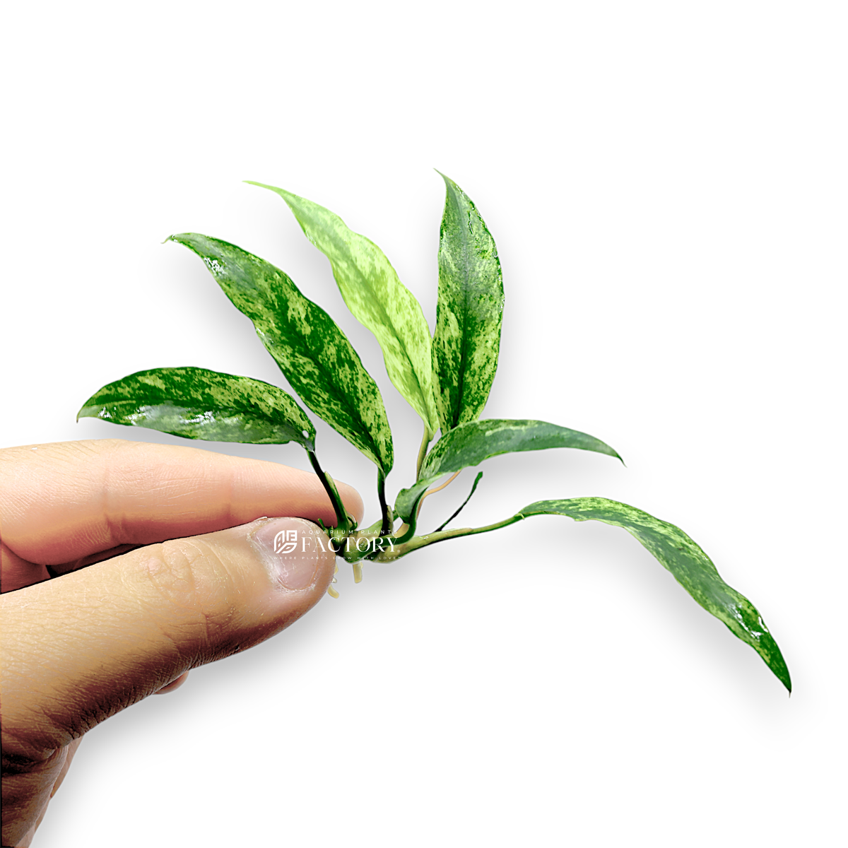 Anubias Minima Variegated live aquarium plant