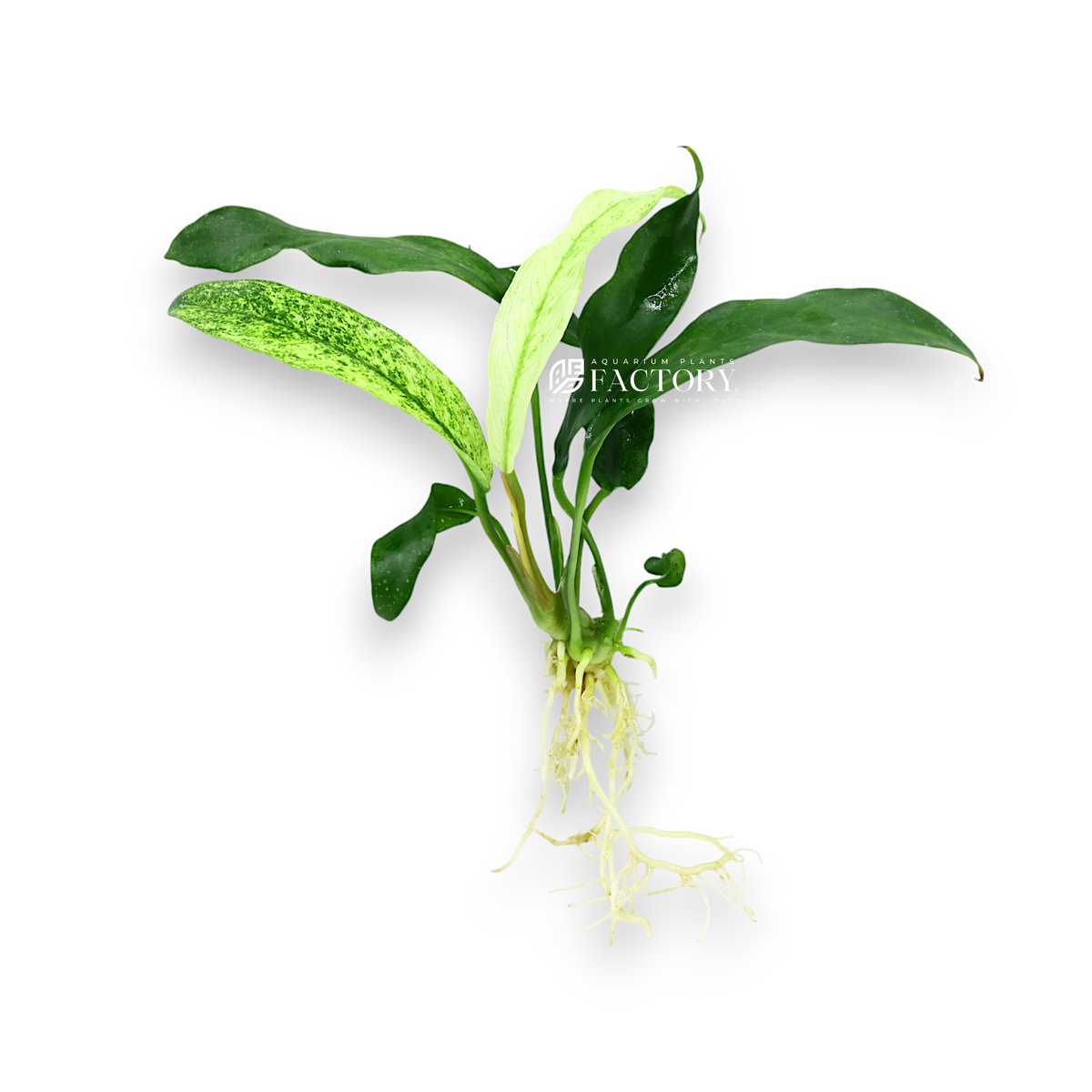 Anubias Minima Variegated aquarium plant, photo 2