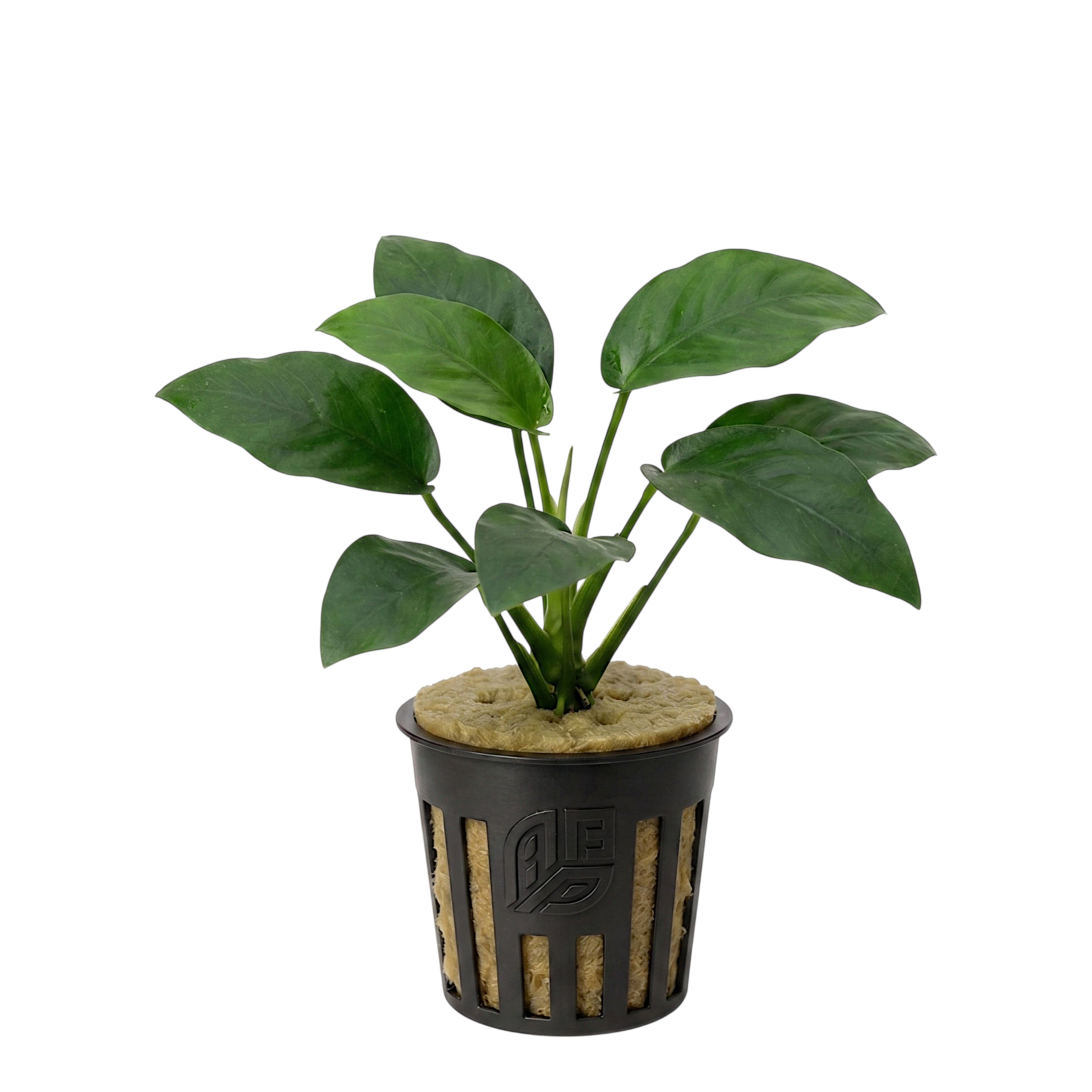 Potted Anubias Nana freshwater aquarium plant featuring dark green, leathery leaves anchored in a net pot.