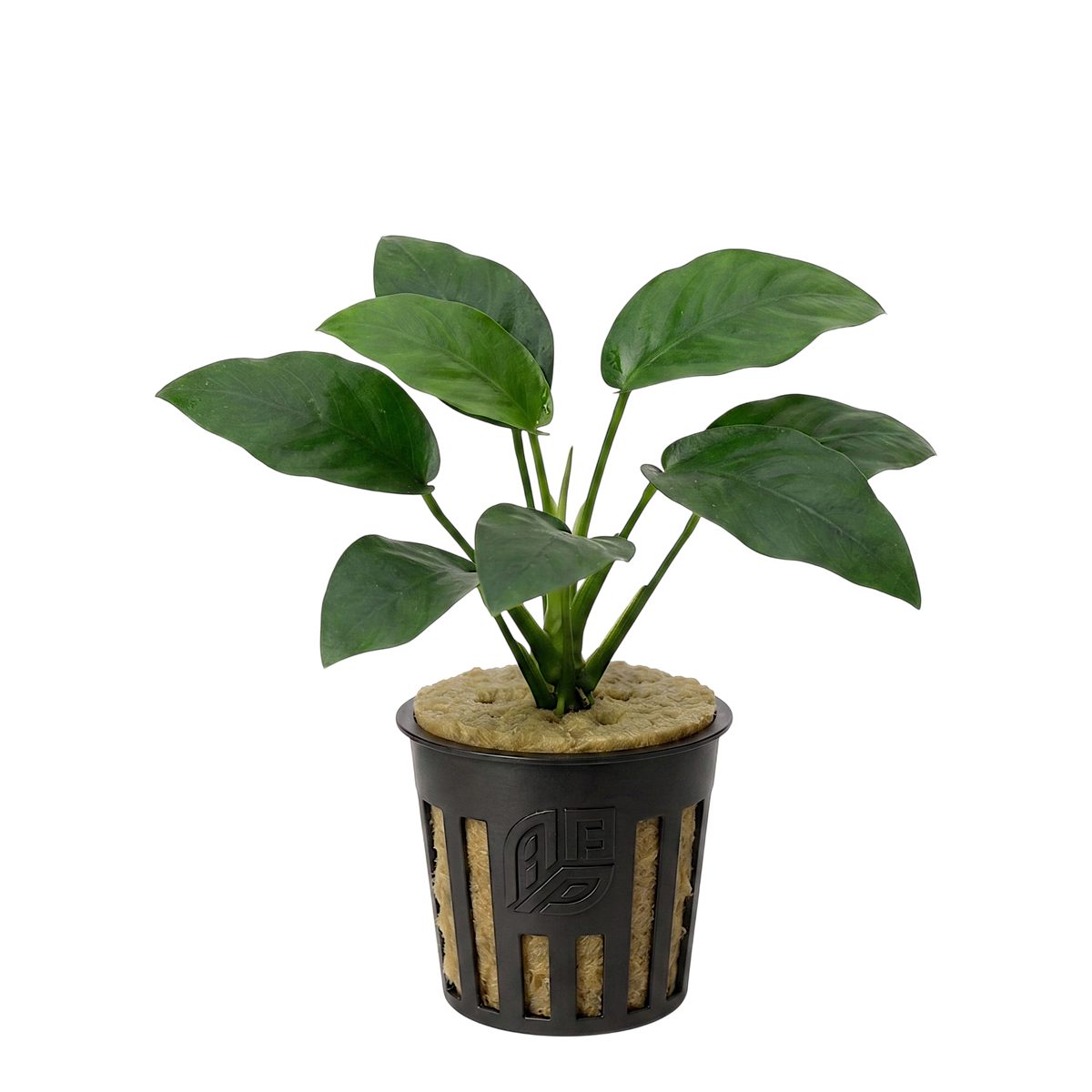 Potted Anubias Nana freshwater aquarium plant featuring dark green, leathery leaves anchored in a net pot.