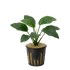 Potted Anubias Nana freshwater aquarium plant featuring dark green, leathery leaves anchored in a net pot.