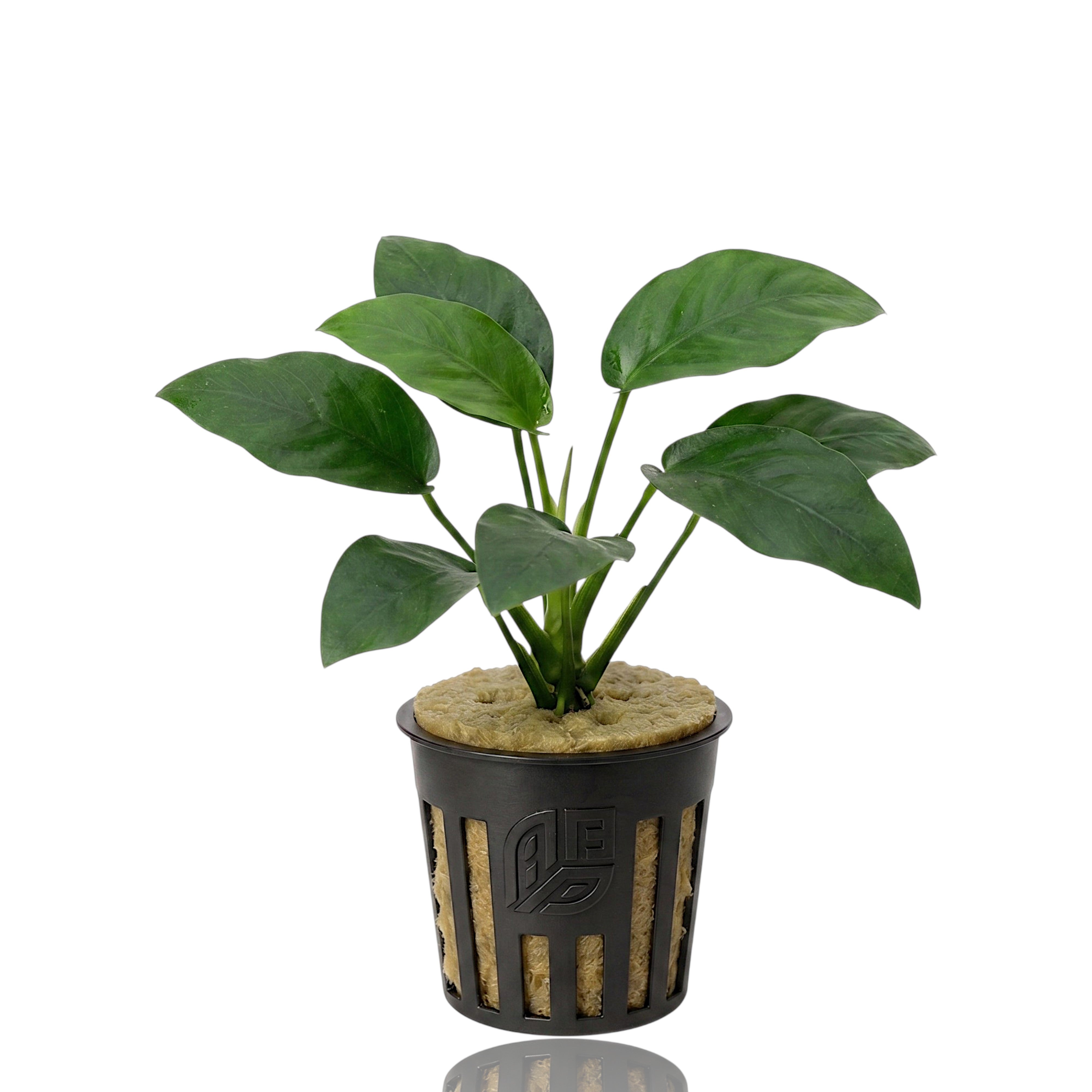 Anubias barteri var. nana potted aquatic plant showing a healthy rhizome and broad leaves ready for aquascaping.