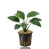Anubias barteri var. nana potted aquatic plant showing a healthy rhizome and broad leaves ready for aquascaping.