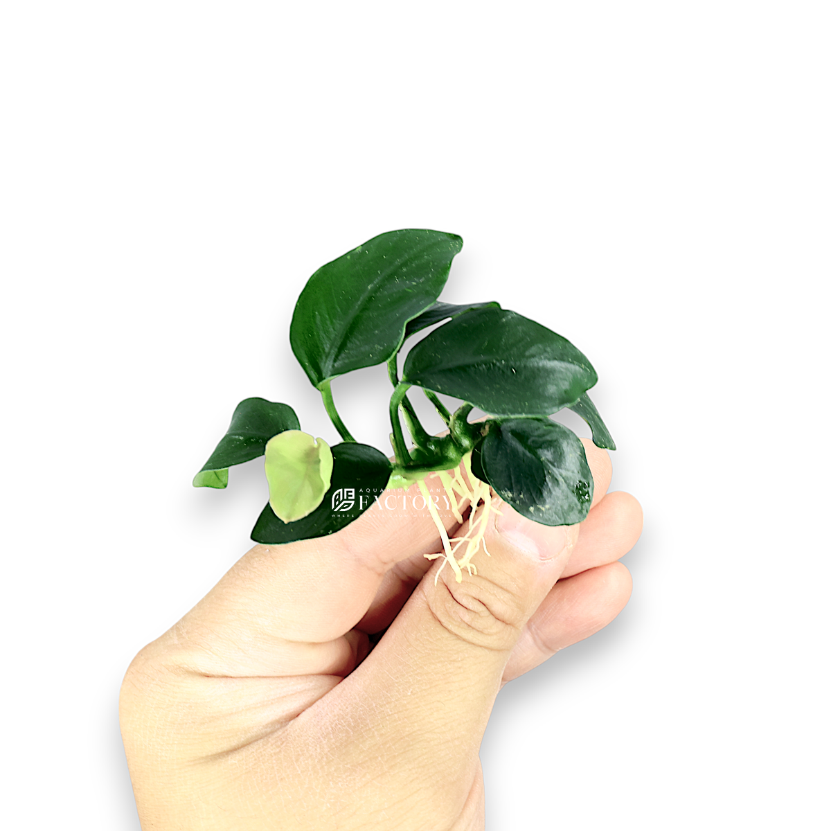 Close-up of Anubias Nana Fatty Thick Leaf showing compact growth and rigid leaves