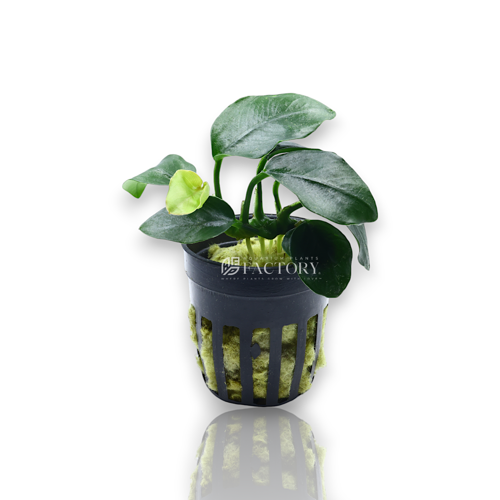 Anubias Nana 'Fatty Thick Leaf' in an aquarium, showcasing its thick, waxy dark green leaves. This hardy, low-maintenance plant is great for foreground placement and thrives in a wide range of aquarium conditions.