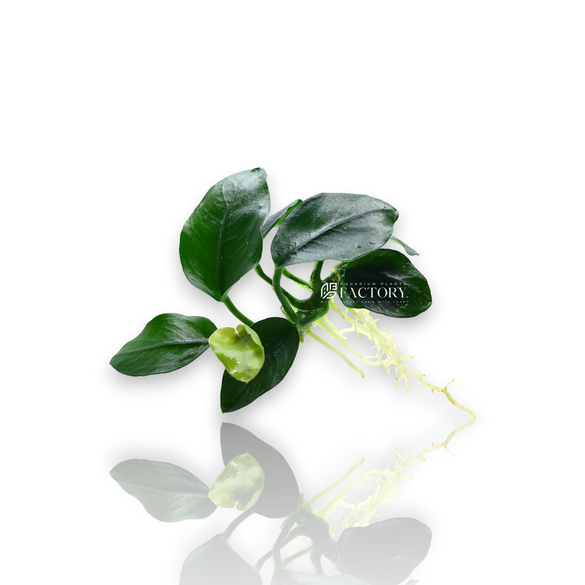 Close-up of Anubias Nana 'Fatty Thick Leaf' with dense, dark green, thick leaves