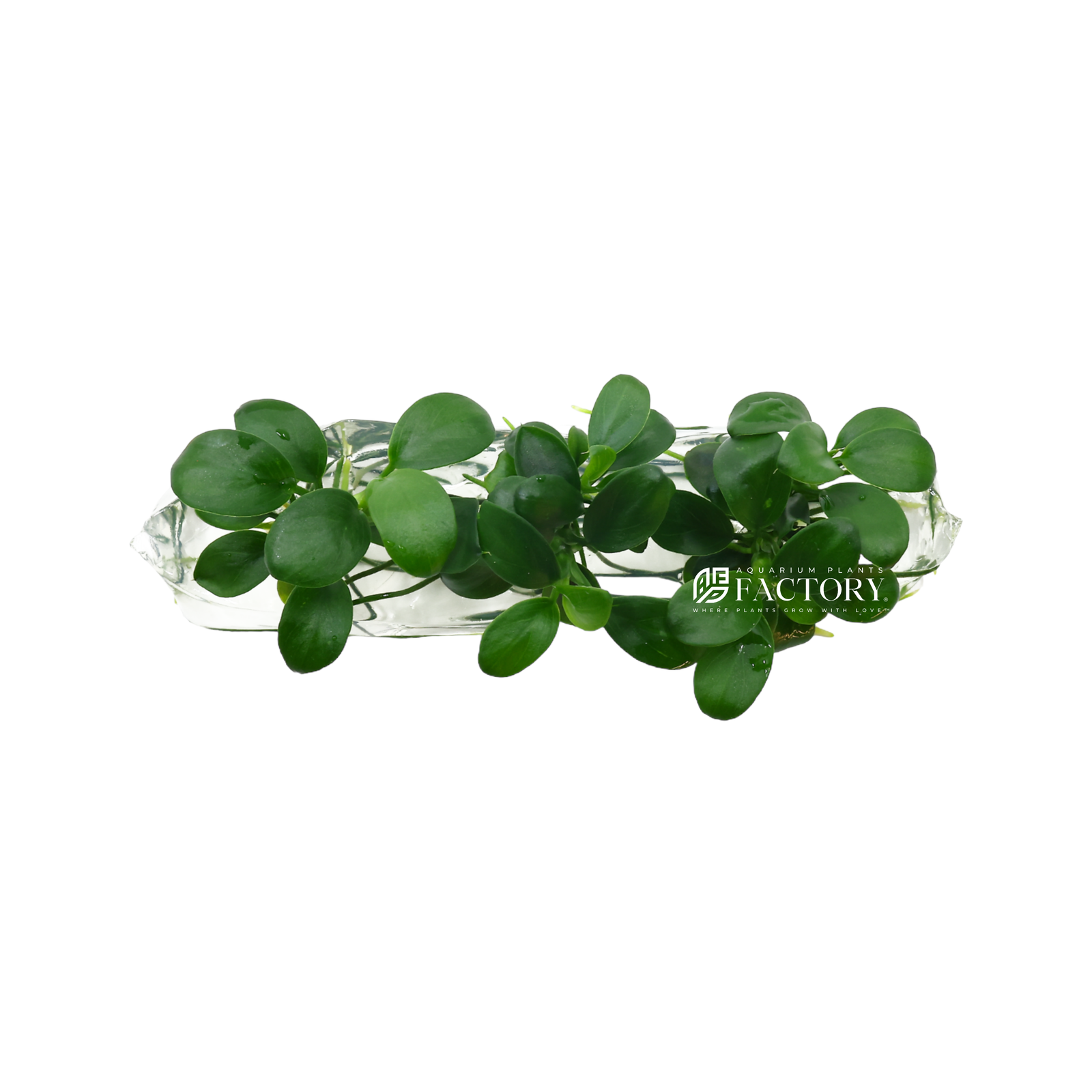 tissue-culture-anubias-miniature-on-white-background