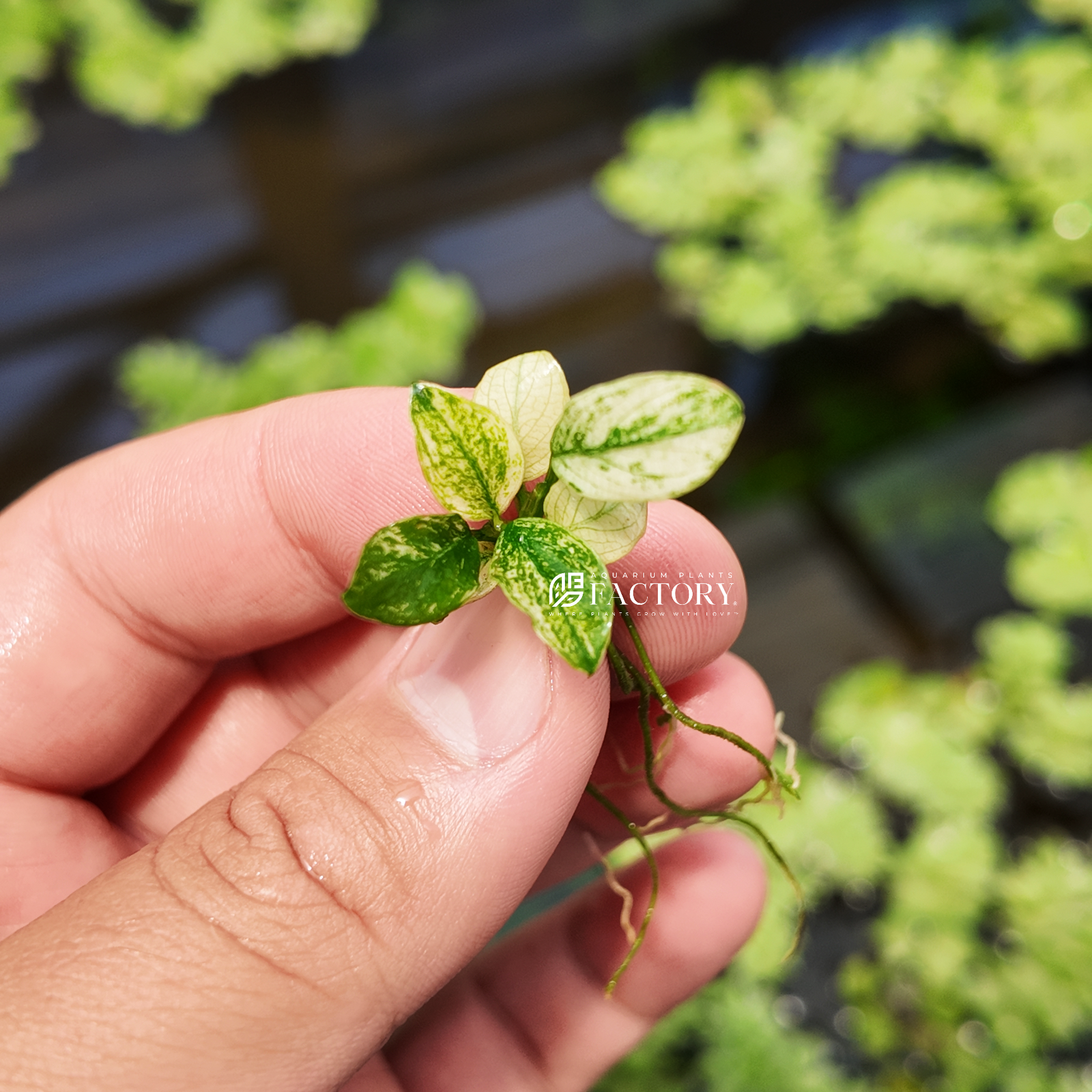 Anubias Pinto, also known as Anubias barteri var. Pinto, is a visually striking aquatic plant highly sought after by aquarium enthusiasts for its unique and captivating appearance. This variant features stunning variegated leaves that exhibit a mesmerizing blend of white and green, making it a standout addition to any aquarium setup.