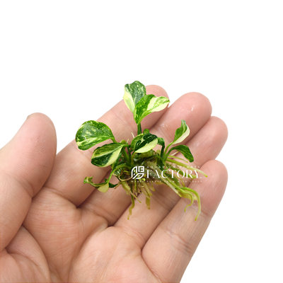 Anubias Panda Marble, a rare aquatic plant with round leaves featuring unique green, white, and cream variegation patterns, resembling a panda's coat. Ideal for aquascaping, it thrives in low to medium light and can be attached to driftwood or rocks, making it a visually stunning addition to any aquarium