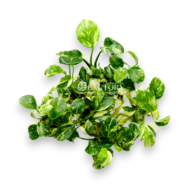 Anubias Panda Marble plant with distinctive green, white, and cream variegated, round leaves, resembling a panda&