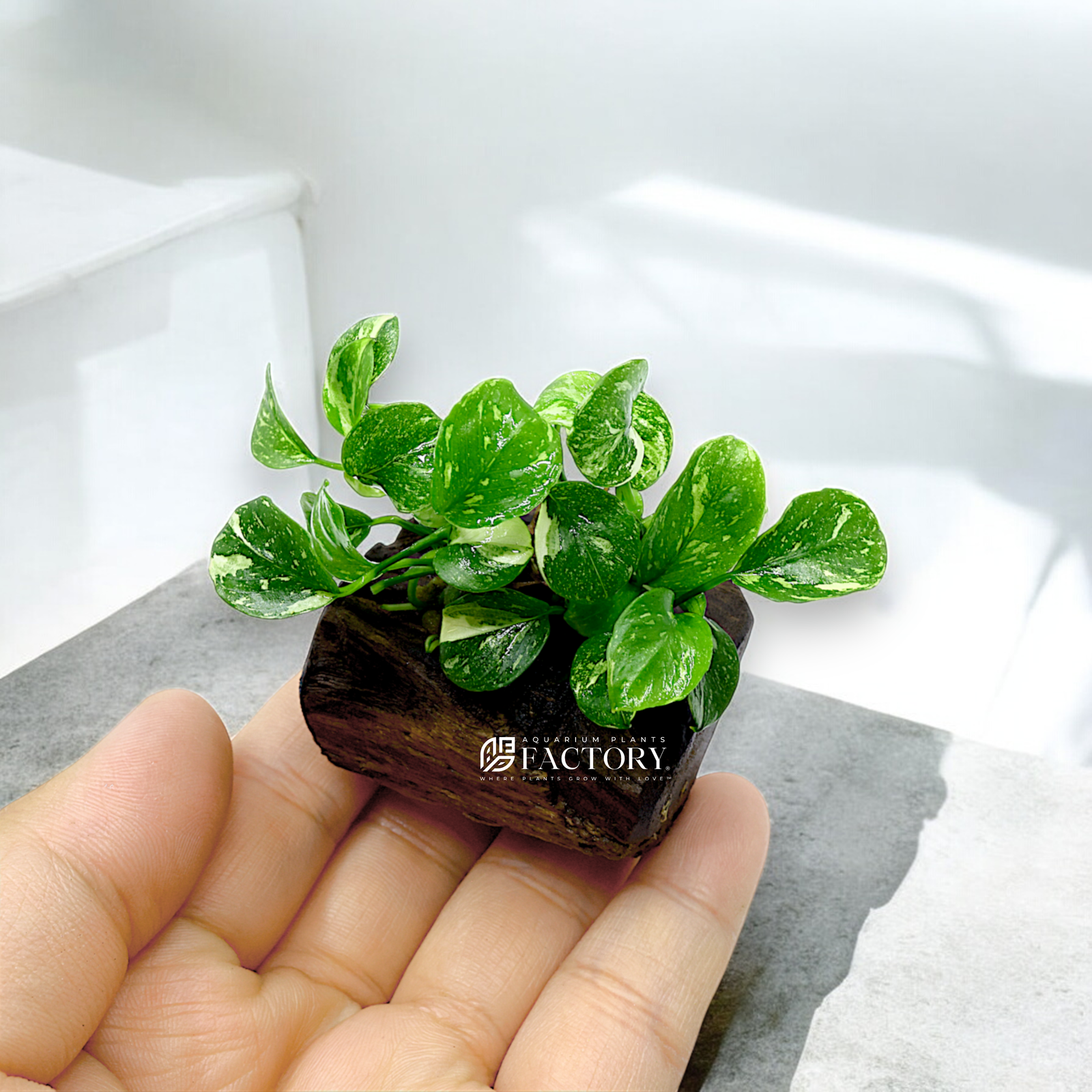 Rare Anubias Panda Marble plant on compact driftwood, showcasing chaotic leaf variegation in greens, whites, and creams.