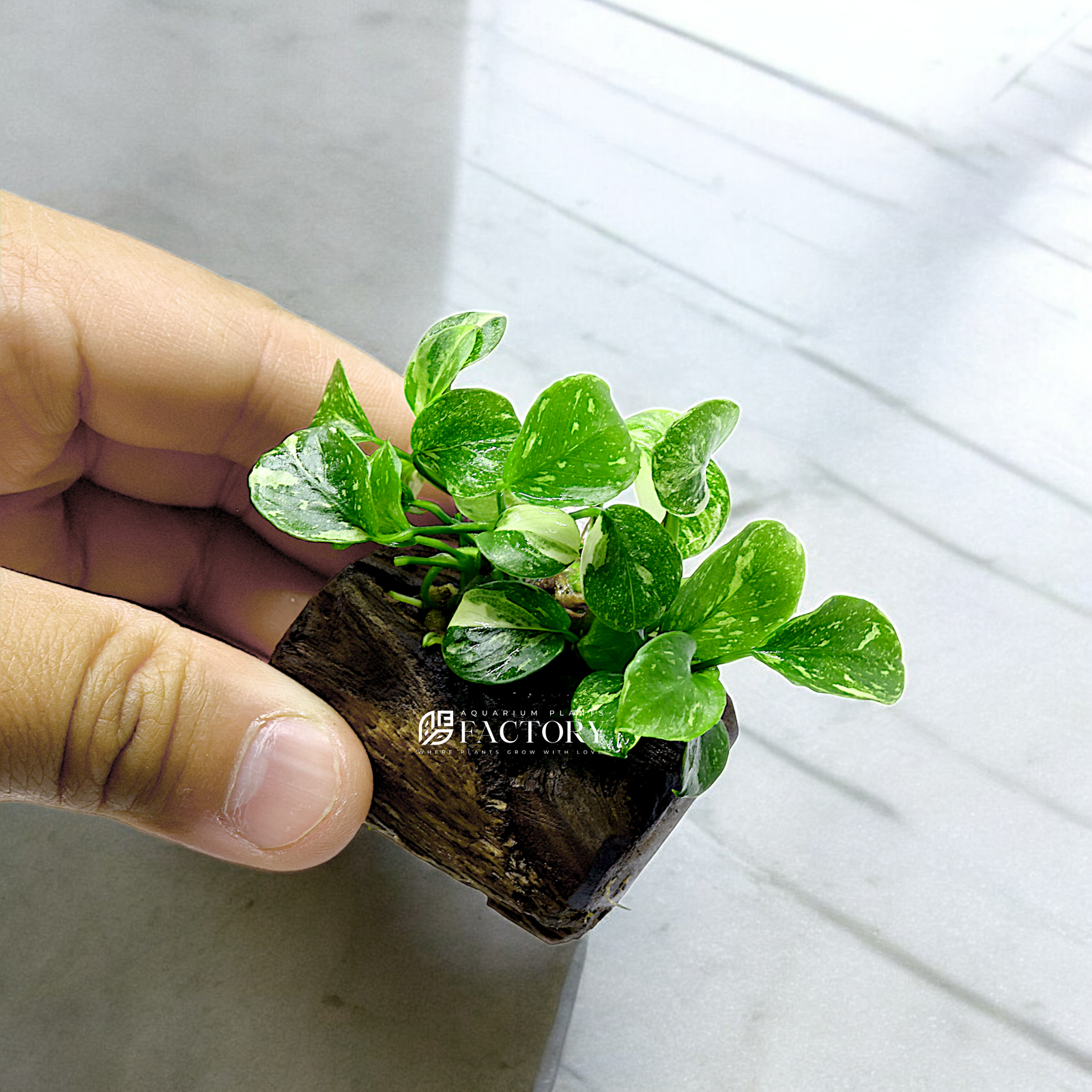 Close-up of Anubias Panda Marble with unique coin-shaped, variegated leaves mounted on small driftwood, adding elegance to aquascapes