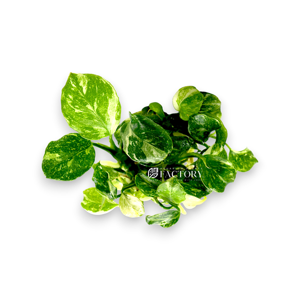 Anubias Panda Marble, introduced in 2014 by Aquarium Plants Factory in the USA, is a highly sought-after aquatic plant known for its unique and chaotic variegation patterns that mimic a panda's coat. This rare Anubias variant features distinctive round, coin-shaped leaves, each a unique canvas of greens, whites, and creams, making it a collector's dream and a standout in any aquarium or aquascape.
