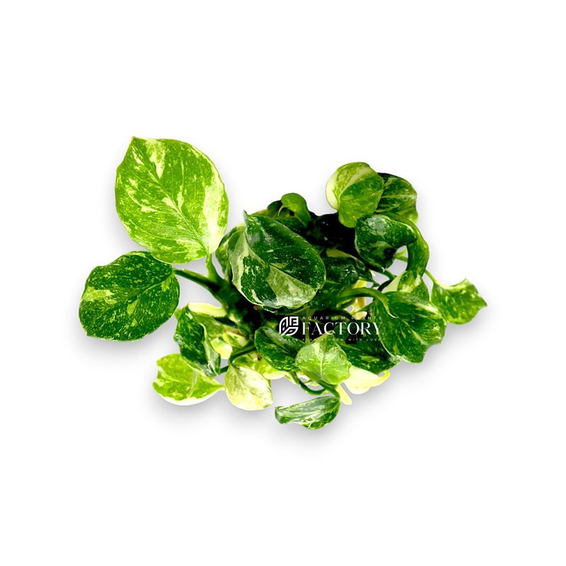 Anubias Panda Marble, introduced in 2014 by Aquarium Plants Factory in the USA, is a highly sought-after aquatic plant known for its unique and chaotic variegation patterns that mimic a panda&