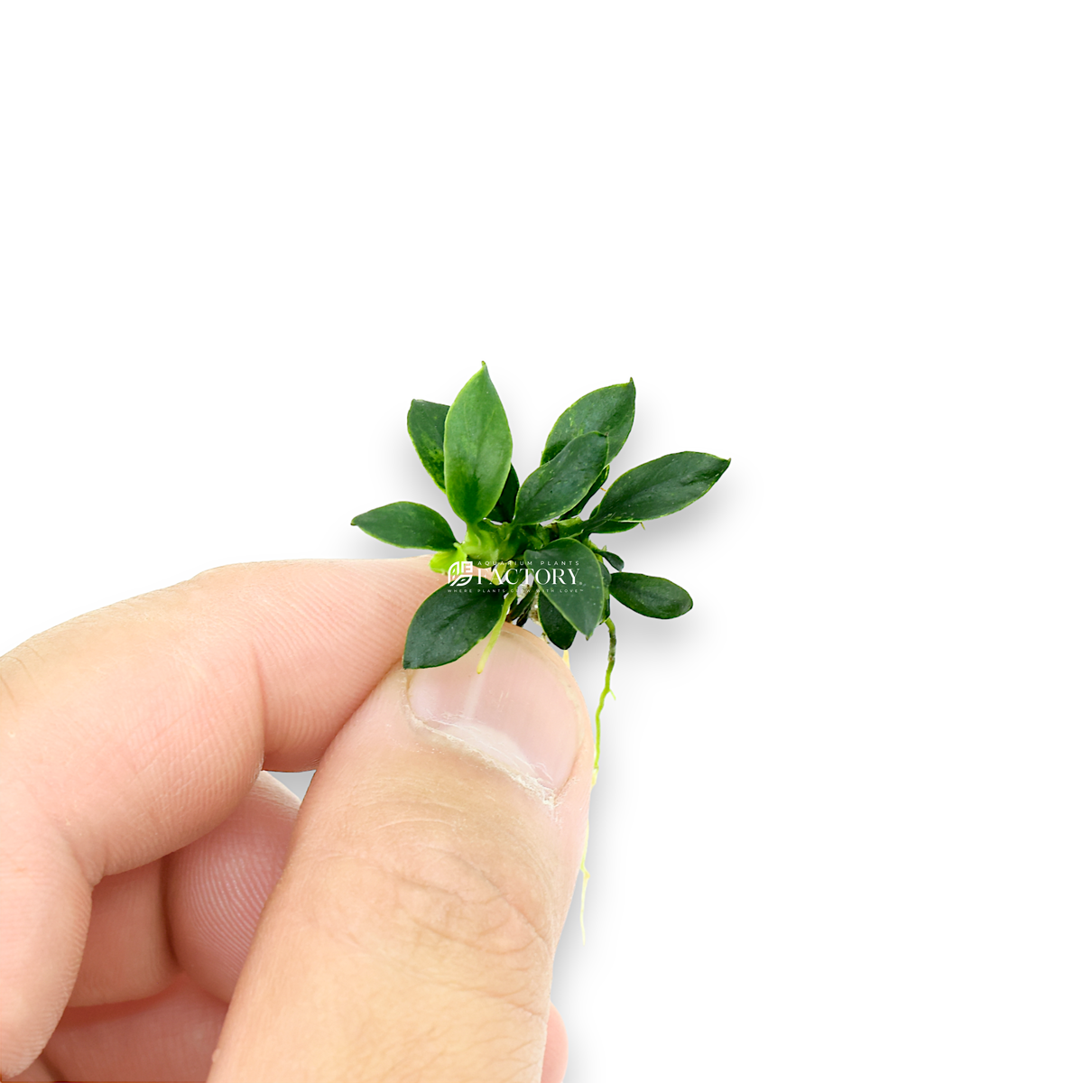 Anubias Pangolino aquarium plant