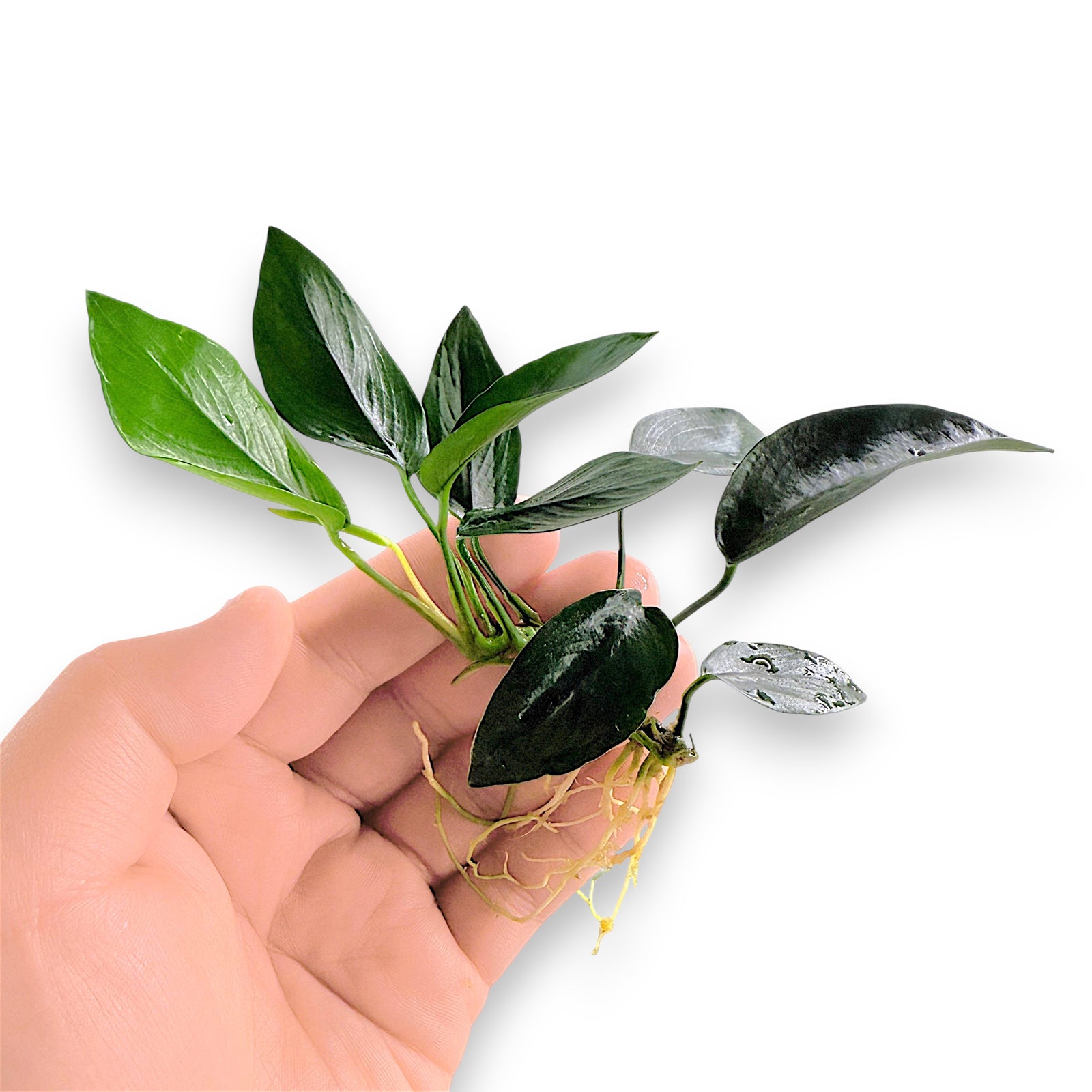 Close-up view of Anubias Peacock with broad, deep green leaves arranged in a fan-like spread, attached to driftwood in a freshwater aquarium.