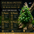 Anubias Petite (Anubias barteri var. nana 'Petite') bulk pack promotional graphic showing 5, 10, 20, and 50 plant options with healthy green plants attached to driftwood in a freshwater aquarium.