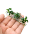 nano-aquarium-anubias-barberi-nana-petite-lab-grown