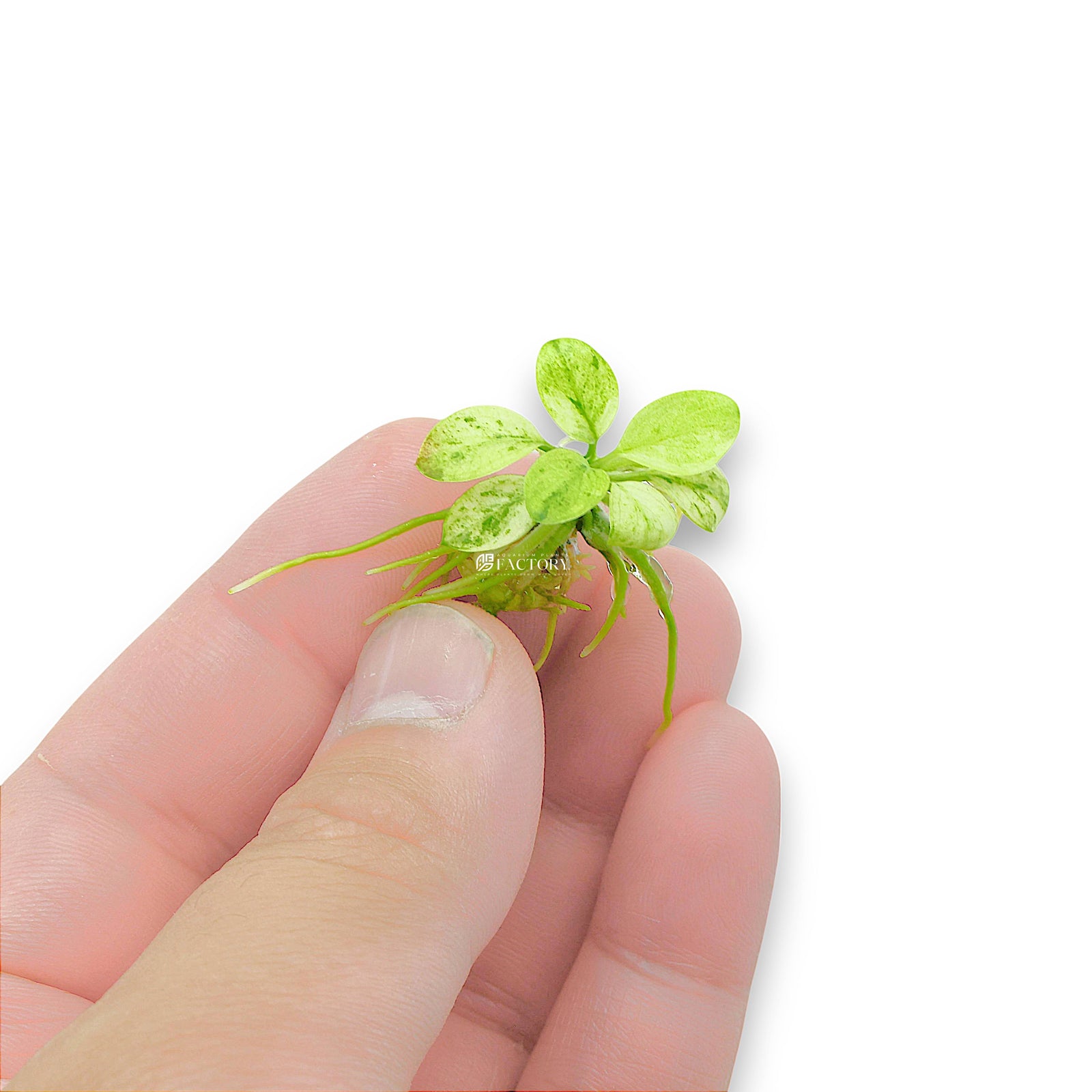 Anubias Marble White [Small Vitro Culture Cup]