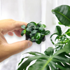 Anubias Petite is a small, hardy aquatic plant with dark green, oval-shaped leaves that grow densely on short stems. It is ideal for aquascaping and thrives in low light conditions, making it perfect for foreground or midground placement in aquariums. Its slow growth and compact size provide a lush, vibrant appearance, enhancing the natural beauty of any aquatic environment.