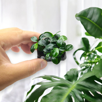 Midground & Background Aquarium Plants for Sale – Aquarium Plants Factory