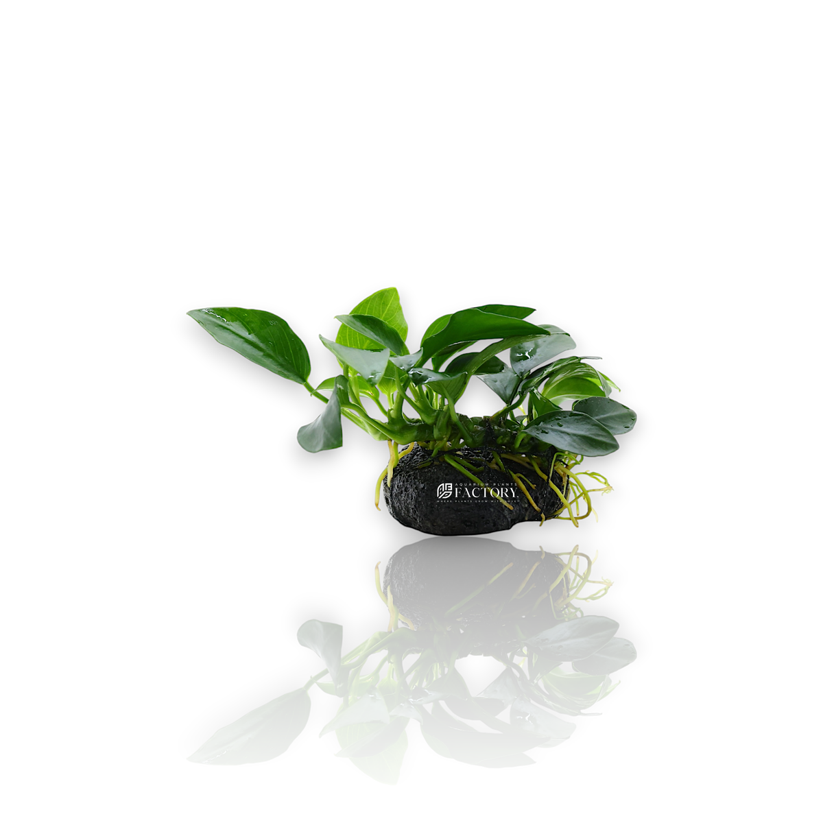 Anubias Petite mounted on dark lava rock using black cotton thread