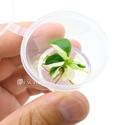 Anubias Petite White Panda [Small Tissue Culture Cup]