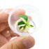 Anubias Petite White Panda | Small Vitro Culture Cup