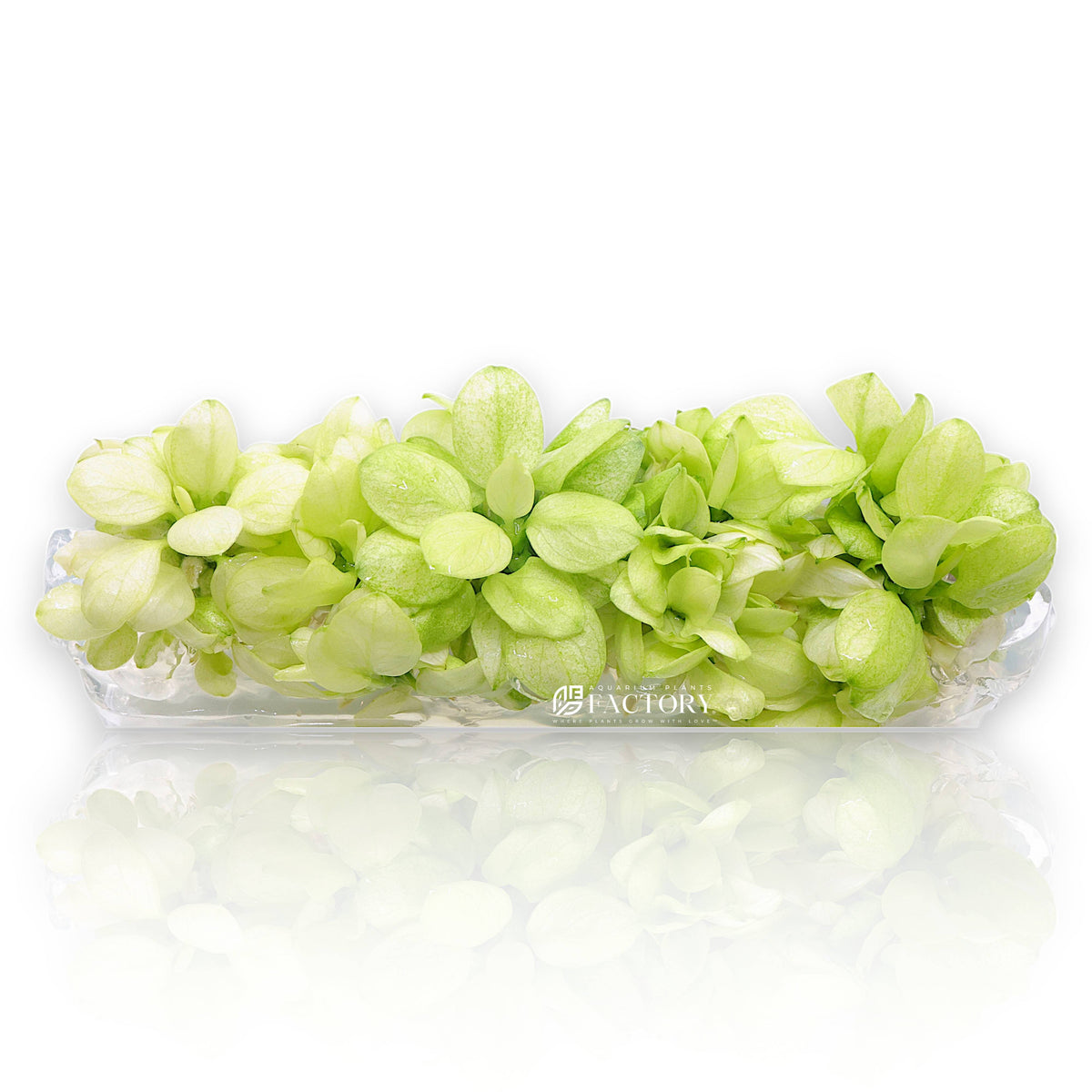Top view of Anubias Petite Snow White tissue culture showing multiple white and green variegated baby plants in gel medium