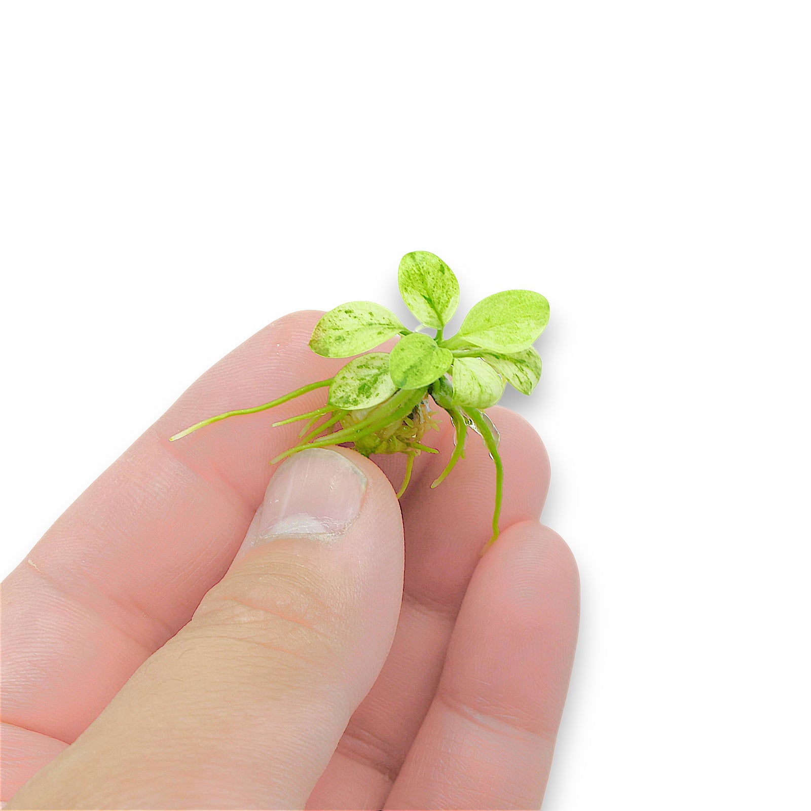 Anubias Petite White Marble albino aquarium plant bare-root held between fingers on white background